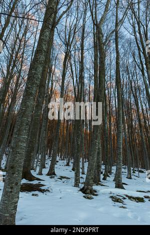 Frosty Forest: Snow-Covered Trees in the Mountains Stock Photo