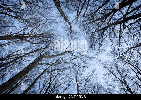 frosty tree branches against blue sky in winter Stock Photo