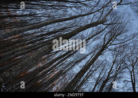 frosty tree branches against blue sky in winter Stock Photo