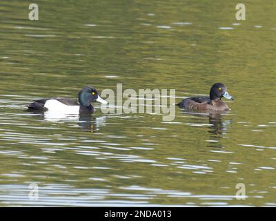 A pair of tufted ducks also known as tufted pochard, Aythya fuligula, swimming on a lake. Stock Photo