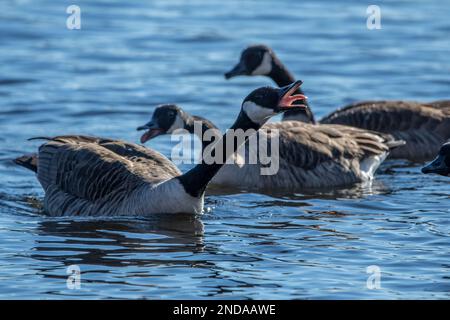 A canada goose displaying aggressive territorail behavior toward other canada goose. Stock Photo