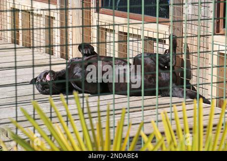 'Maya', Black Jaguar (Panthera onca), Big Cat Sanctuary, Headcorn Road, Smarden, Ashford, Kent, England, Great Britain, UK, Europe Stock Photo