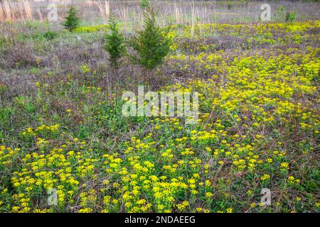 Cypress Spurge; blooming in early spring in Delaware Water Gao National Recreation Area, Pennsylvania Stock Photo