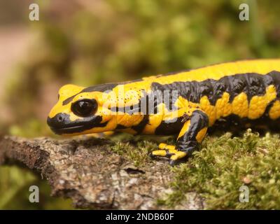 Detailed closeup on a bright high yellow European fire salamander, Salamandra terrestris, Solingen, Germany on green moss Stock Photo