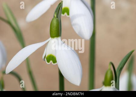 Close up of Galanthus Galatea snowdrops in bloom Stock Photo