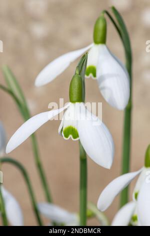 Close up of Galanthus Galatea snowdrops in bloom Stock Photo