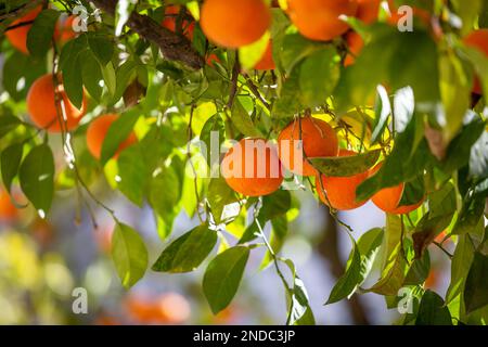 Oranges growing on a tree in the Spanish city of Seville Stock Photo