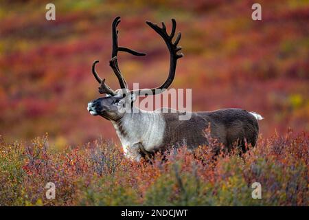 Bull Caribou in Fall Color Stock Photo