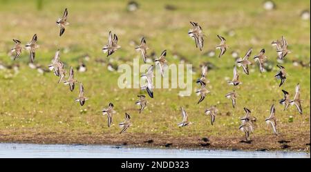 Dunlin flock in flight Stock Photo