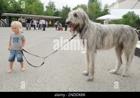 Austrian wolfhound hot sale