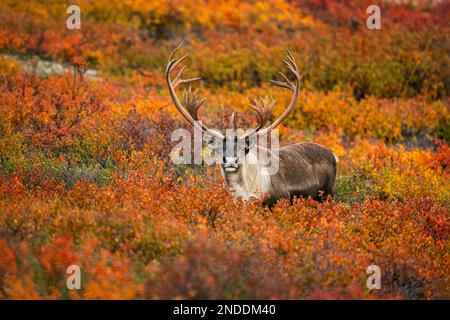 Bull Caribou in Fall Color Stock Photo