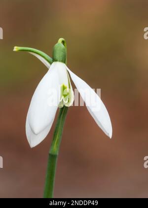 January flower of the hardy, mid season blooming giant snowdrop, Galanthus elwesii 'Orion' Stock Photo