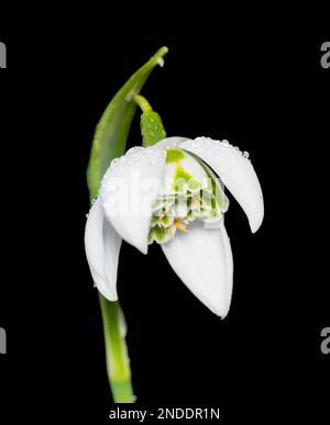Winter flower of the hardy double snowdrop Galanthus 'Richard Ayres' Stock Photo