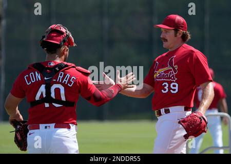 St. Louis Cardinals catcher Willson Contreras (40) and pitcher Miles  Mikolas (39) shake hands during spring training baseball practice  Wednesday, Feb. 15, 2023, in Jupiter, Fla. (AP Photo/Jeff Roberson Stock  Photo - Alamy