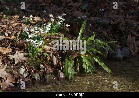 winter snowdrops, galanthus nivalis and hart's tongue fern, Asplenium scolopendrium growing on the bank of a gentle stream UK February Stock Photo