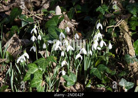 winter flowering snowdrops, galanthus nivalis, growing amongst common ivy, herera helix in English woodland February Stock Photo