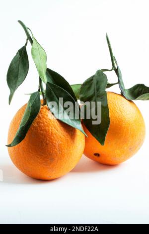 Two oranges and their leaves on a white background Stock Photo
