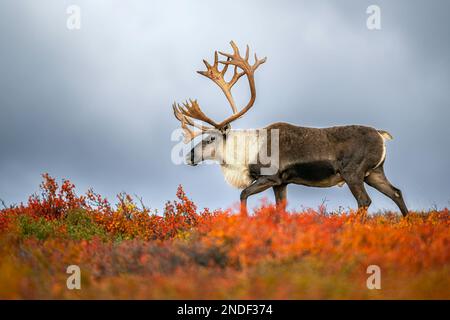 Bull Caribou in Fall Color Stock Photo