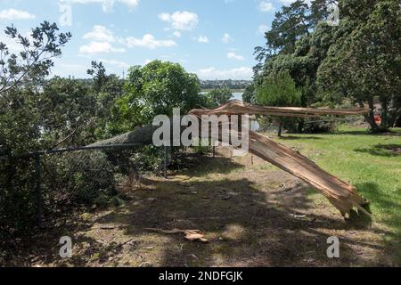 Following tropical storm Cyclone Gabrielle branch of a large tree can be seen  snapped off breaking a fence.where the high winds have blown it over. Stock Photo