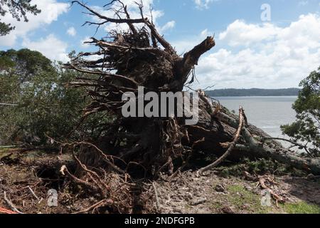 Following tropical storm Cyclone Gabrielle roots of a large tree can be seen where the high winds have blown it over. Stock Photo