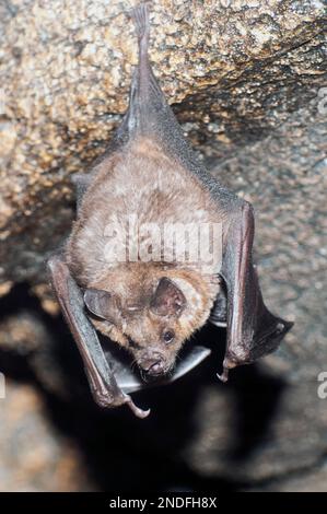 seba's short-tailed leaf nose bat close-up hanging from cave ceiling, vertical Stock Photo