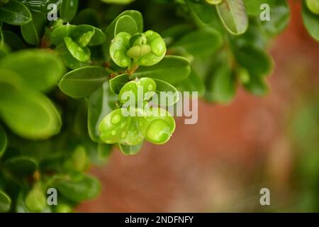 Diagonal lines made by small round leaves with heave raindrops close up. Stock Photo