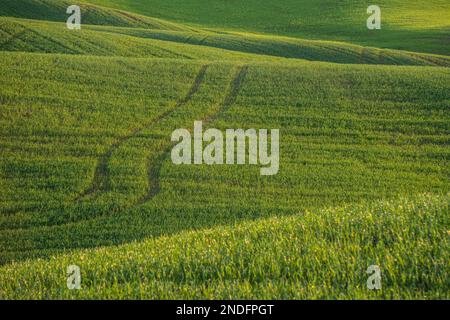 Rolling hills of wheat fields with texture Stock Photo