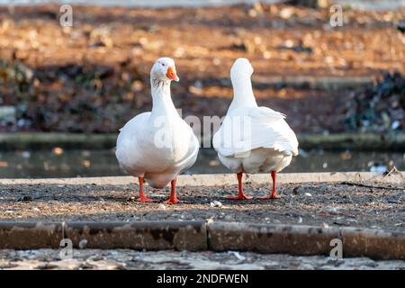 Two white wild geese with mirrored pose. Wild geese checking surroundings from a concrete island in the middle of a lake. Carol Park, Bucharest Stock Photo