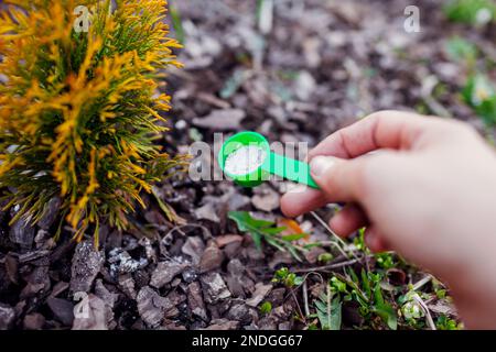 Gardener fertilizing young arborvitae in spring garden. Close up of spoon with fertilizer. Taking care of evergreen thuja plants Stock Photo