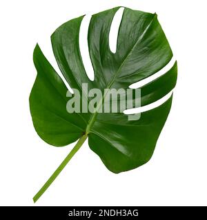illustration of a beautiful green tree leaf and isolated white background Stock Photo