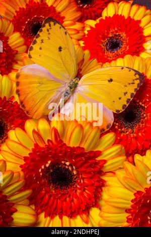 Yellow Butterfly Among  Red Yellow Gerberas Stock Photo