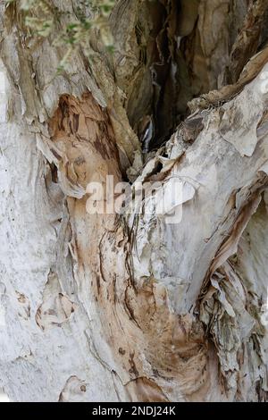 Close up of a paperbark tree trunk in Paynesville, Victoria, Australia. Stock Photo