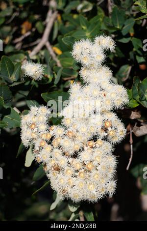 Gum tree flowering in Paynesville, Victoria, Australia. Stock Photo