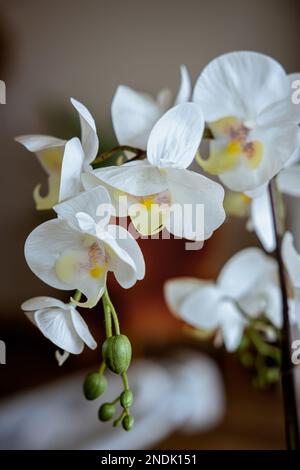 A decorative Orchid in bloom at a house in San Diego Stock Photo