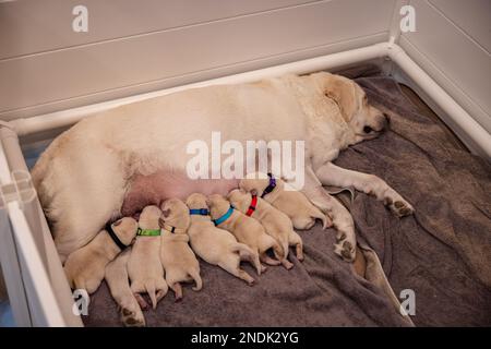 Newborn English Labrador puppies and Mom nursing in their whelping box. Stock Photo