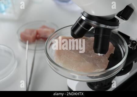 Examining petri dish under microscope Stock Photo - Alamy