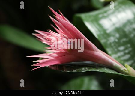 Beautiful blooming bromelia flower on blurred background, closeup Stock Photo