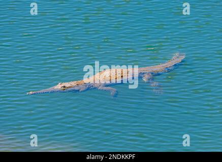 Freshwater Crocodile (Crocodylus johnstoni) swimming in the Leichhardt Falls near Burketown, Queensland, QLD, Australia Stock Photo
