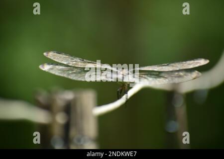Anisoptera on a old clothes line cottage core imagery. Stock Photo