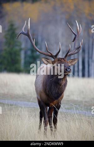 Bull elk eating grass in a clearing, Jasper National Park, Alberta, Canada. Cervus canadensis Stock Photo