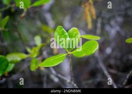 Close up of the leaves of a young Myrtle oak (Quercus myrtifolia) Stock Photo