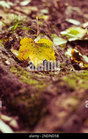 A vertical closeup of a yellow fallen maple leaf Stock Photo