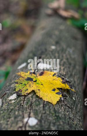 A vertical closeup of a yellow maple leaf fallen on the wooden log Stock Photo