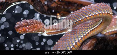 red viper snake