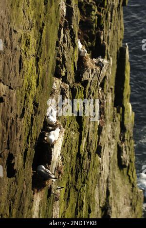 Several Northern Fulmars (Fulmarus glacialis) nesting on the side of a cliff. Taken at the Latrabjarg bird cliffs in the Westfjords of Iceland. Eggs a Stock Photo