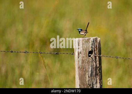 A single male Superb Fairywren (Malurus cyaneus) perched with tail up on a wooden fence post with barbed wire and a green grassy background. Taken in Stock Photo