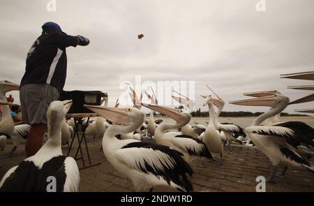 A group of Australian Pelicans (Pelecanus conspicillatus) being fed along with a daily health inspection. Taken in The Entrance, NSW, Australia. Stock Photo