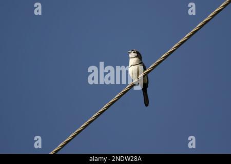 Single Double-barred Finch (Taeniopygia bichenovii or Stizoptera bichenovii) sitting on a metal wire at an angle with blue sky. Taken in Port Macquari Stock Photo