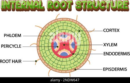 Root Inside Labelled Internal structure of root diagram illustration Stock Vector Image ...