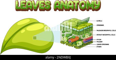 Internal structure of leaf diagram illustration Stock Vector Image ...